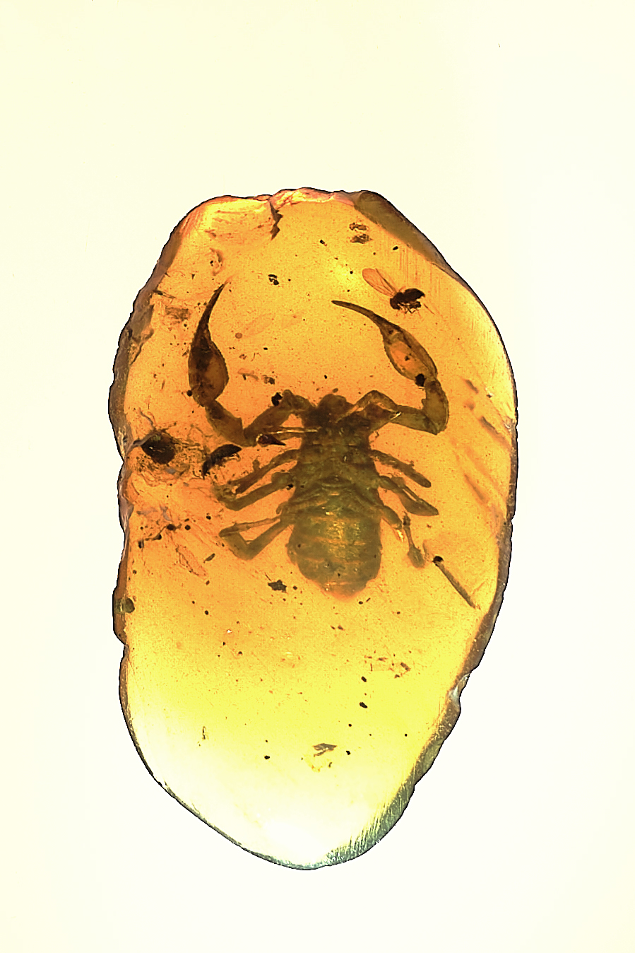 Burmesescorpiops wunpawng Optical