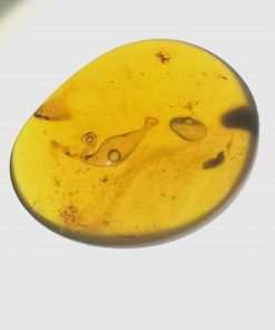 Cretaceous water bubble in myanmar amber