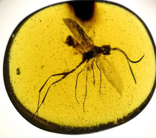 Cretaceous myanmar insect in burmite