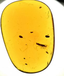 ancient insect in amber