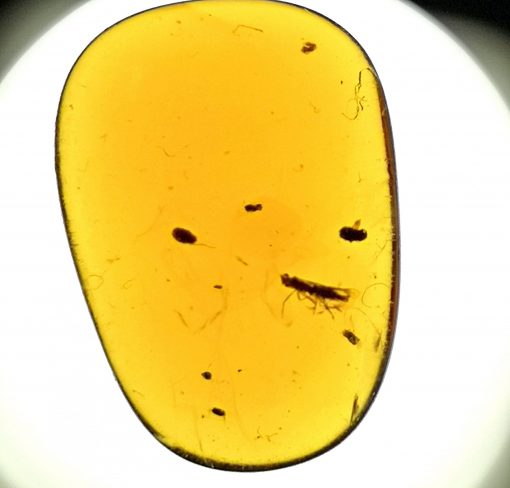 ancient insect in amber