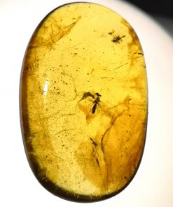 prehistoric ancient insect in Myanmar amber