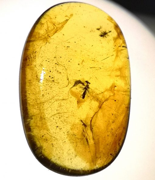 prehistoric ancient insect in Myanmar amber