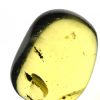 ancient insects trapped inside amber from Myanmar