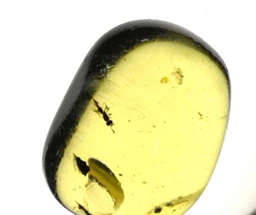 ancient insects trapped inside amber from Myanmar