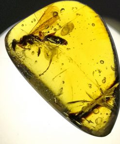 wasp in myanmar amber