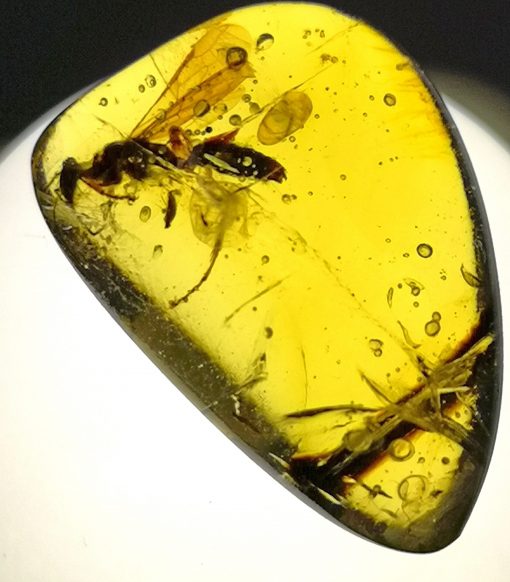 wasp in myanmar amber