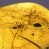 Spider and mite in Cretaceous myanmar amber