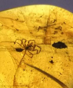 Spider and mite in Cretaceous myanmar amber