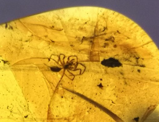 Spider and mite in Cretaceous myanmar amber