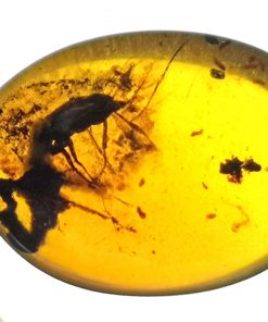 Cretaceous insect in amber