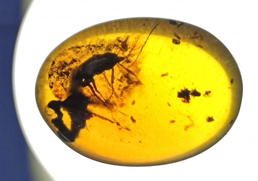 Cretaceous insect in amber