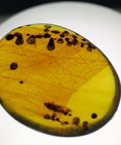 small cretaceous insect in myanmar amber