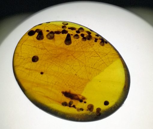 small cretaceous insect in myanmar amber