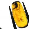 Cretaceous beetle and other insects stuck inside Myanmar amber