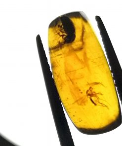 Cretaceous beetle and other insects stuck inside Myanmar amber