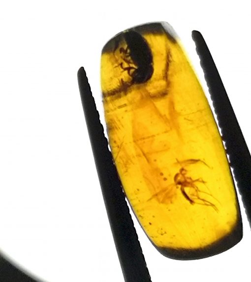 Cretaceous beetle and other insects stuck inside Myanmar amber