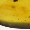 Cretaceous beetle in amber