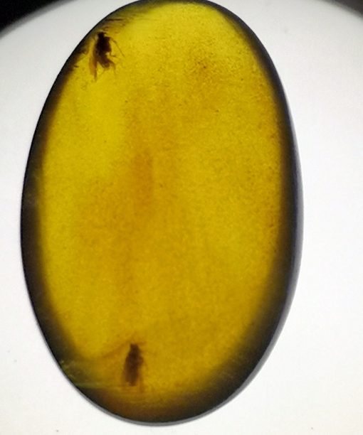 Cretaceous flies in burmite amber