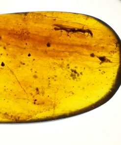 snakefly in cretaceous myanmar amber