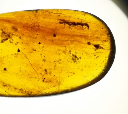 snakefly in cretaceous myanmar amber