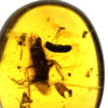 Cretaceous amber roach in amber