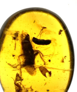 Cretaceous amber roach in amber