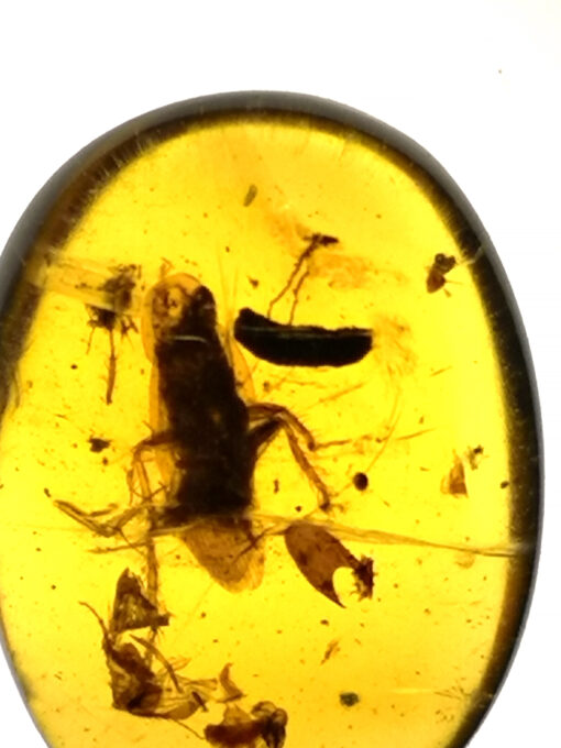 Cretaceous amber roach in amber