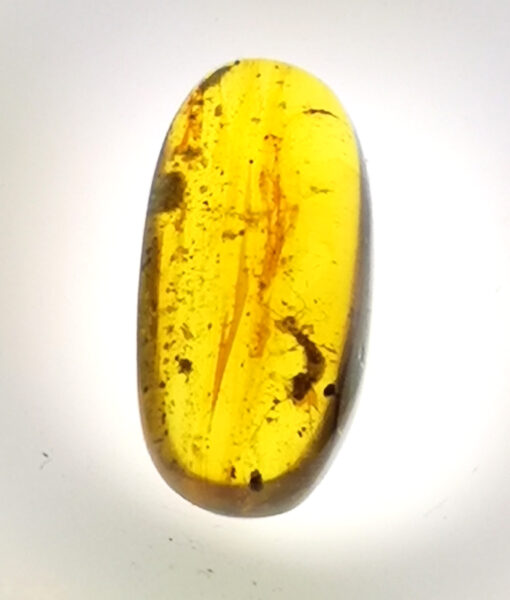 Cretaceous kachin insect in amber