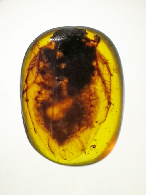 Cretaceous cockroach in Myanmar amber