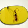 well preserved insects in Cretaceous Myanmar amber