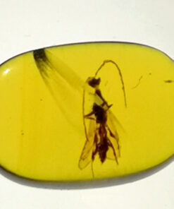 well preserved insects in Cretaceous Myanmar amber