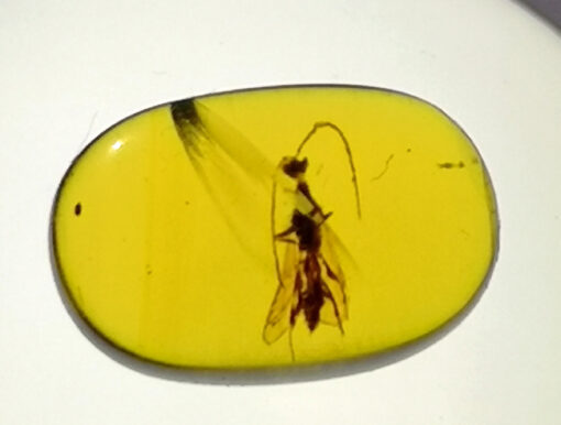 well preserved insects in Cretaceous Myanmar amber