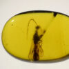 well preserved insects in Cretaceous Myanmar amber