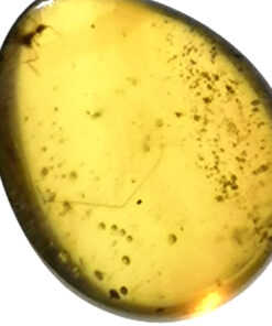 diptera in amber