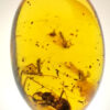 cretaceous dermeptera in amber