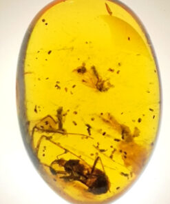 cretaceous dermeptera in amber