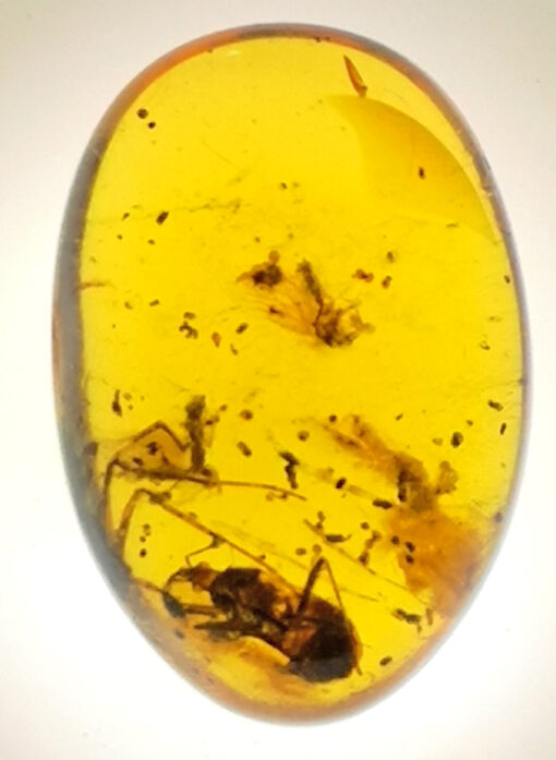 cretaceous dermeptera in amber