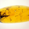 cretaceous dermeptera in amber