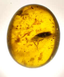 insect in amber