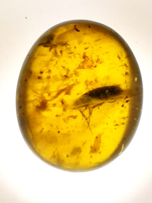 insect in amber