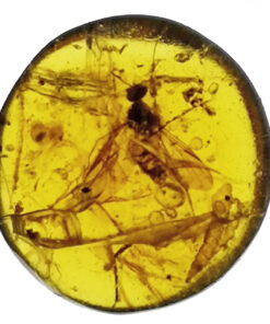 large cretaceous diptera in amber