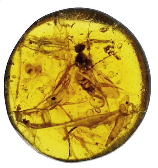 large cretaceous diptera in amber