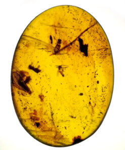 cretaceous insect in amber