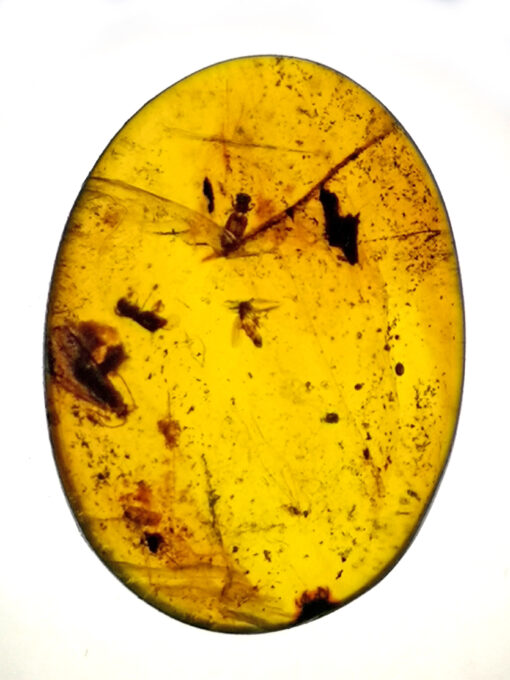 cretaceous insect in amber