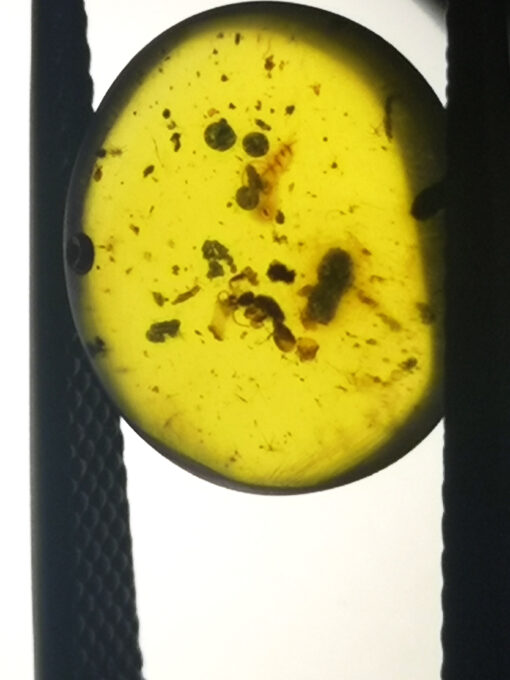 Cretaceous formicidae in Myanmar amber