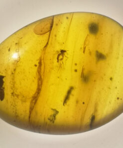 cretaceous mosquito in Myanmar amber