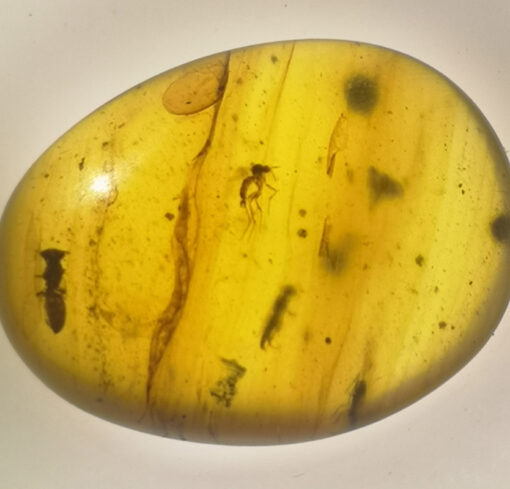 cretaceous mosquito in Myanmar amber