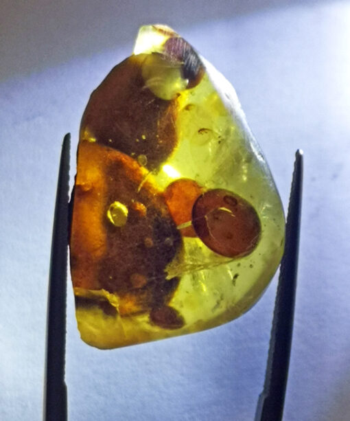 Exceptionally rare pod-like amber inclusions