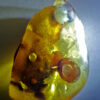 Exceptionally rare pod-like amber inclusions